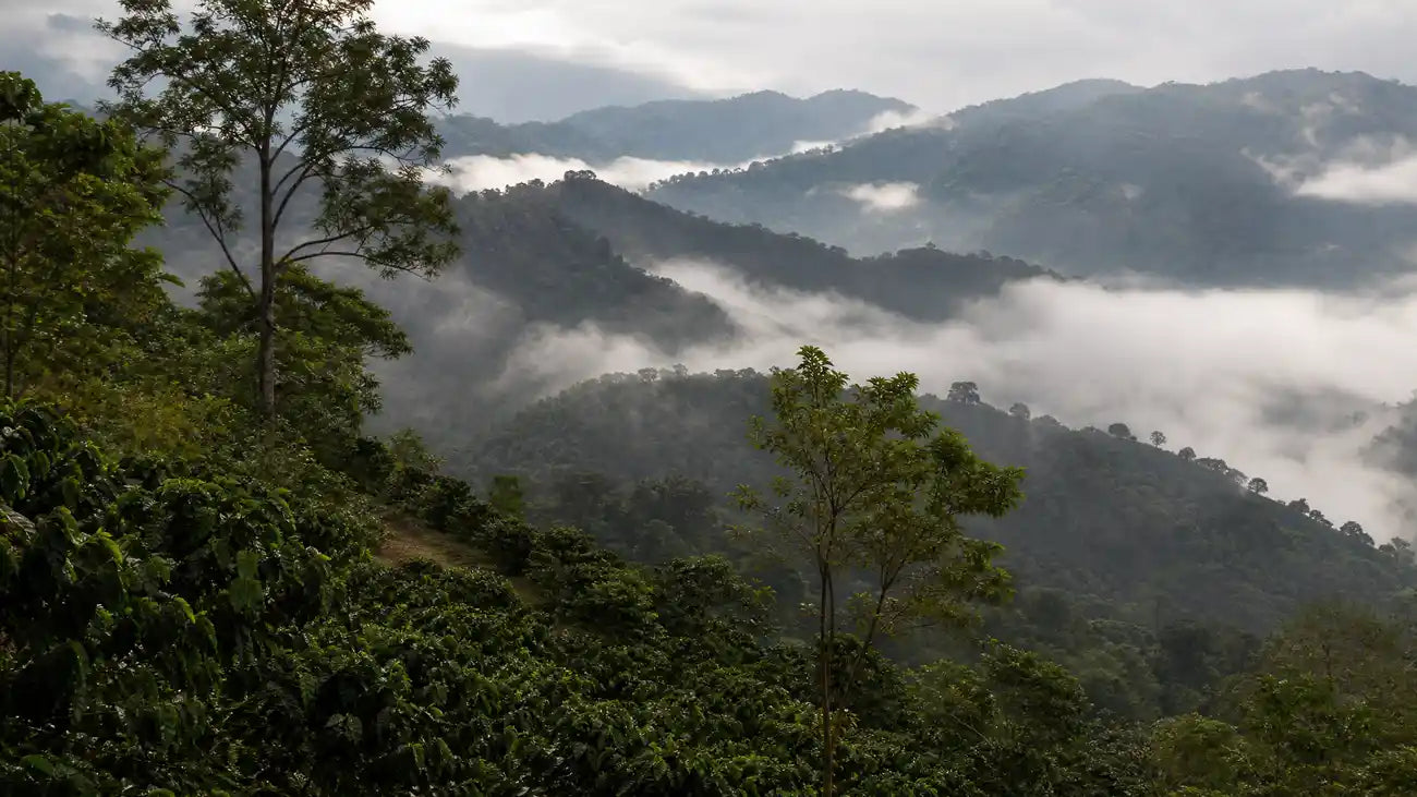 Montañas de Huatusco y Zentla, Veracruz, cubiertas de niebla